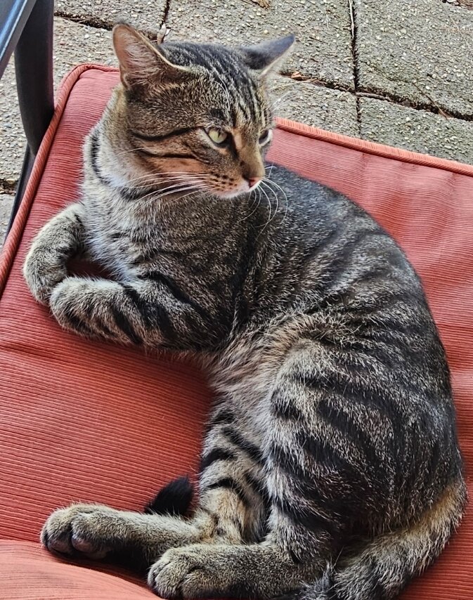 Male Cat image 1
