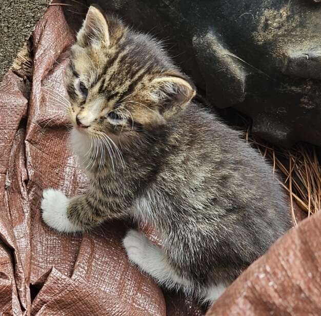 Male kitten image 1