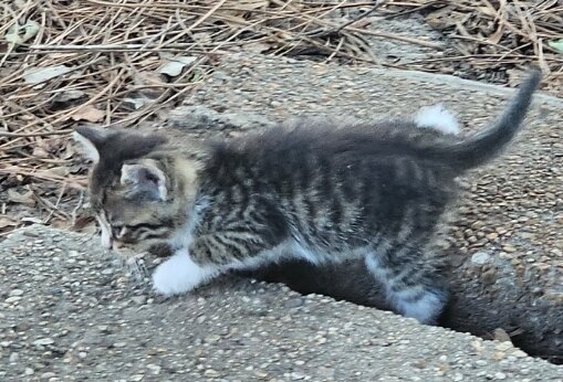 Male kitten image 2