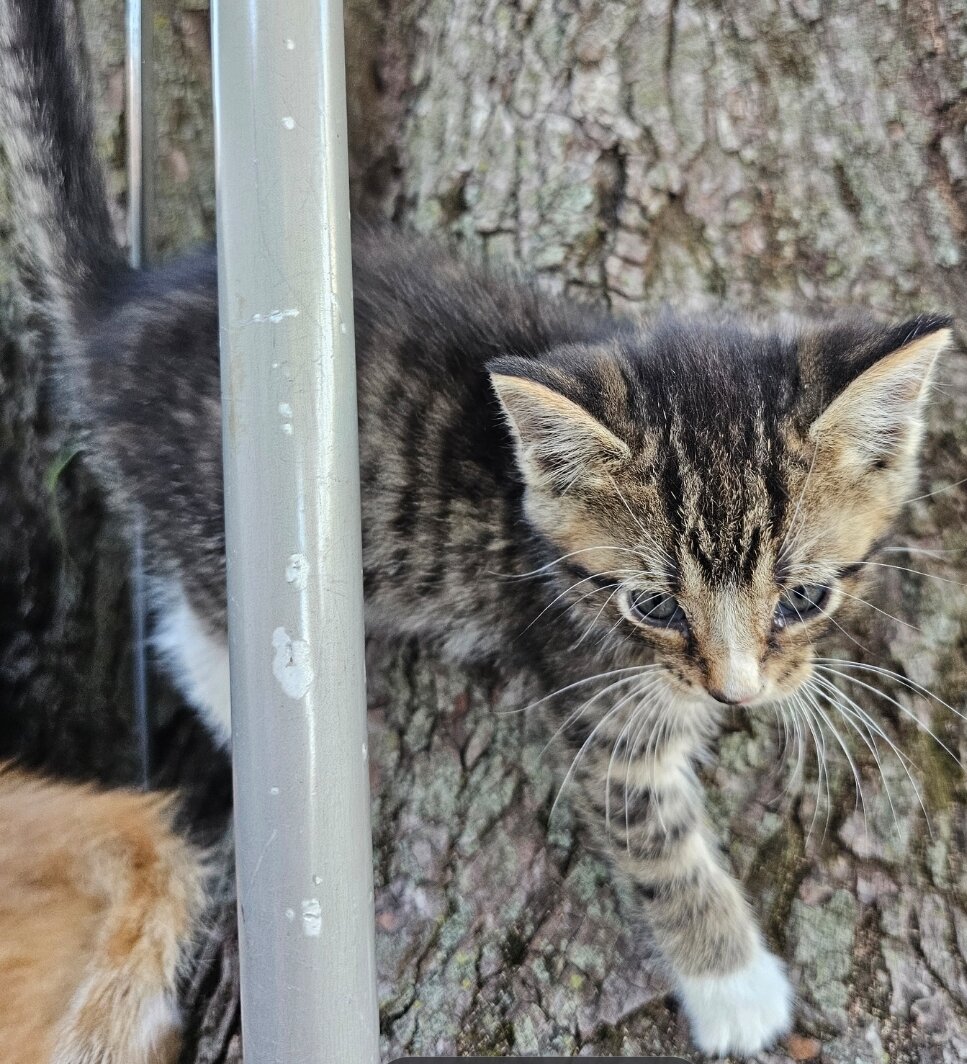 Male kitten image 3