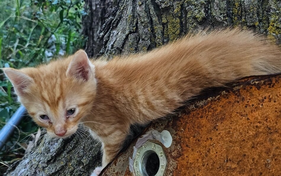 Male Orange Kitten image 1