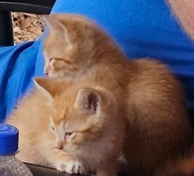 Male Orange Kitten image 2