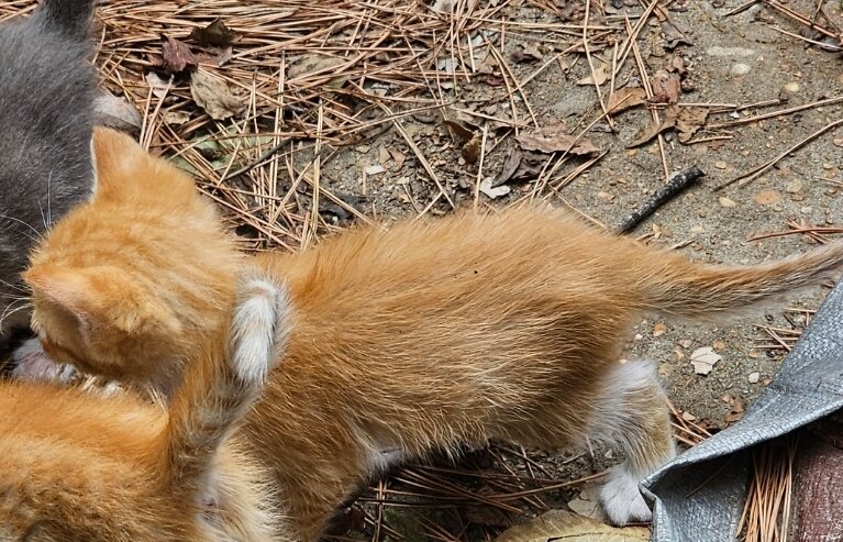 Male Orange Kitten image 3