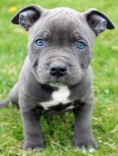 Puppy image 1