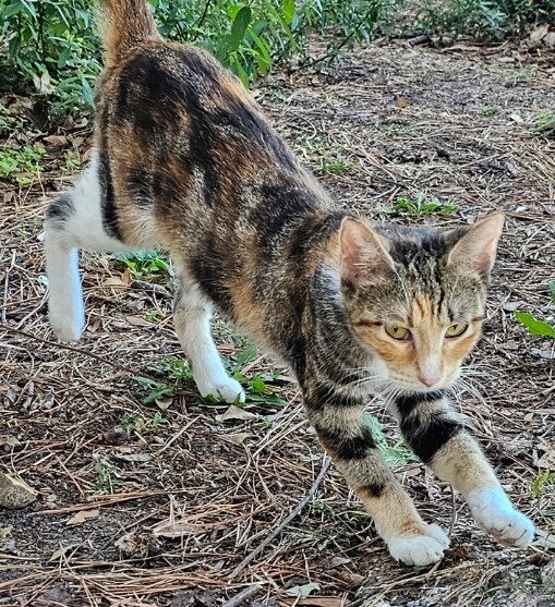 Female Calico Cat image 1