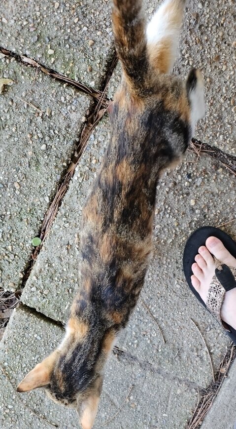 Female Calico Cat image 2