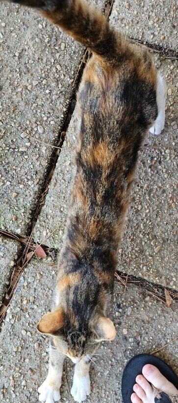 Female Calico Cat image 3
