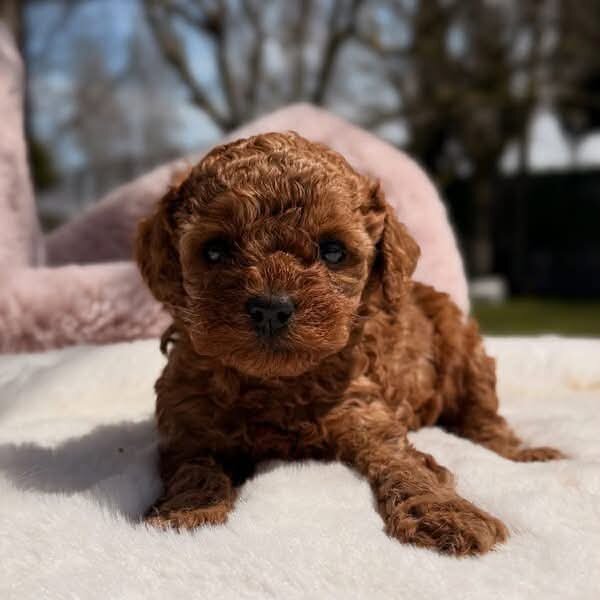 Puppy image 3