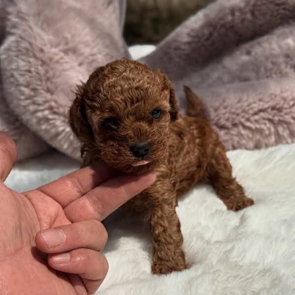 Puppy image 2