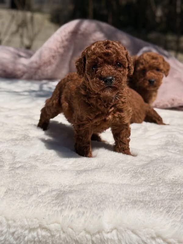 Puppy image 1