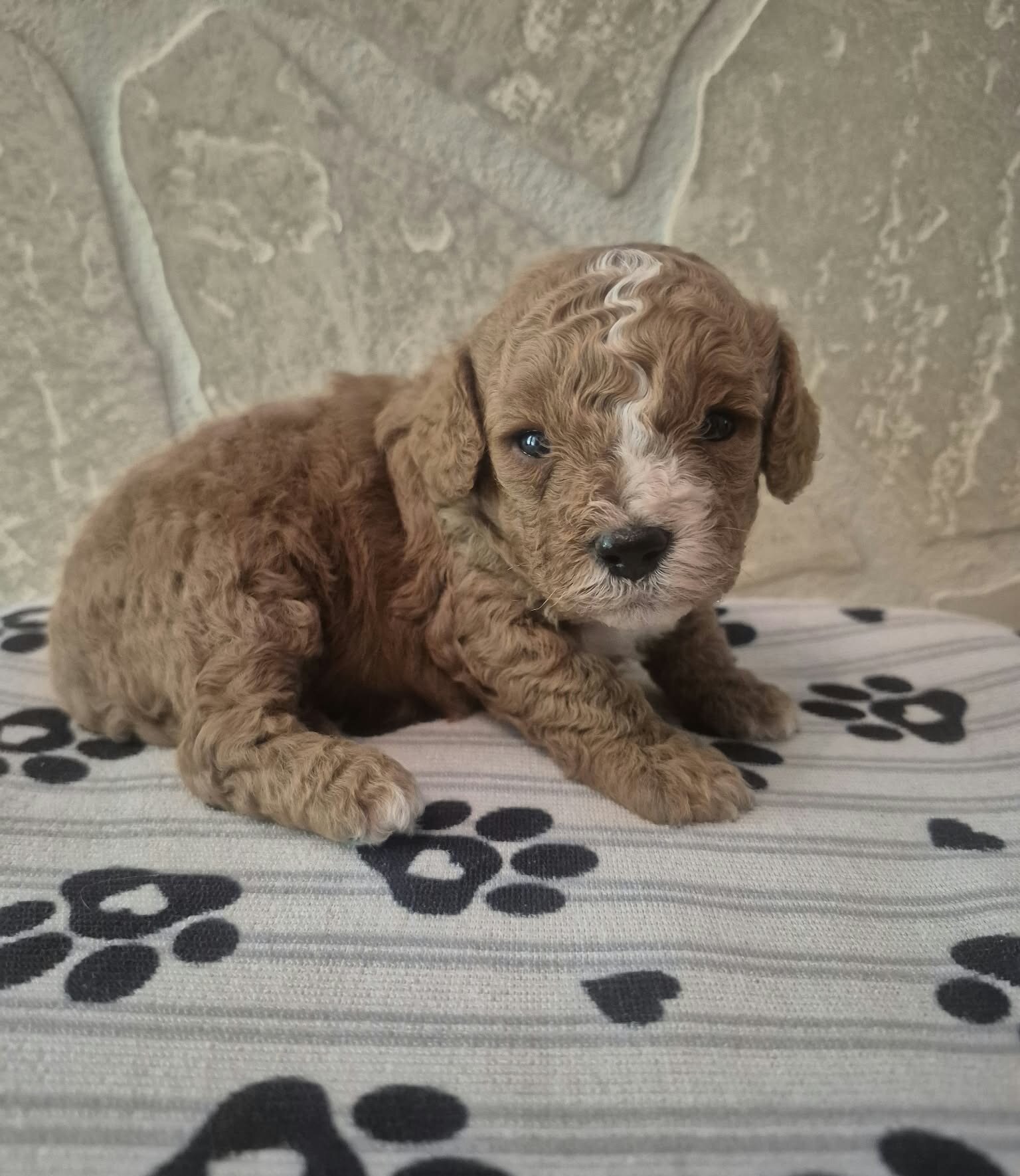 Teddy image 3