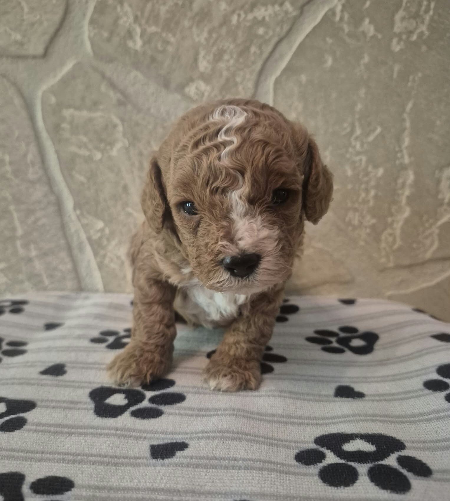 Teddy image 1