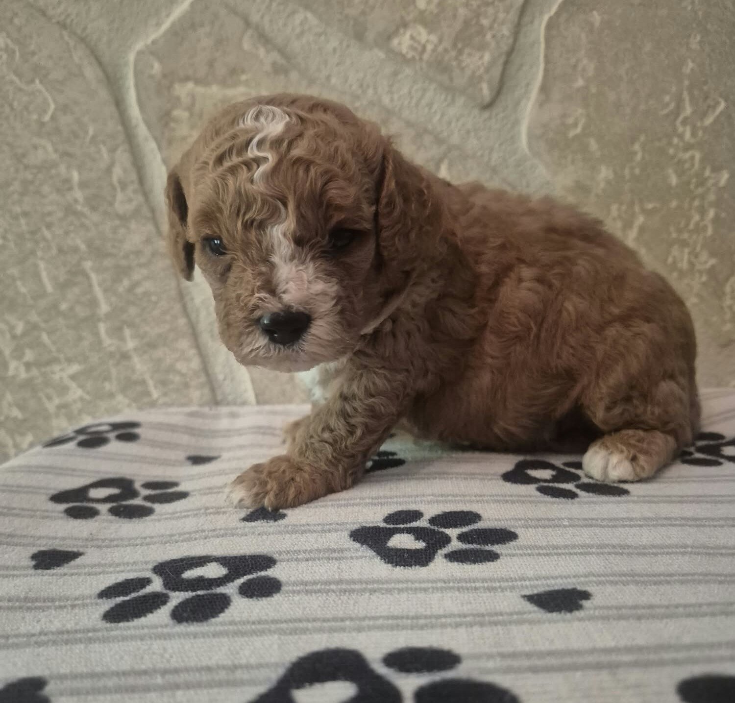 Teddy image 4