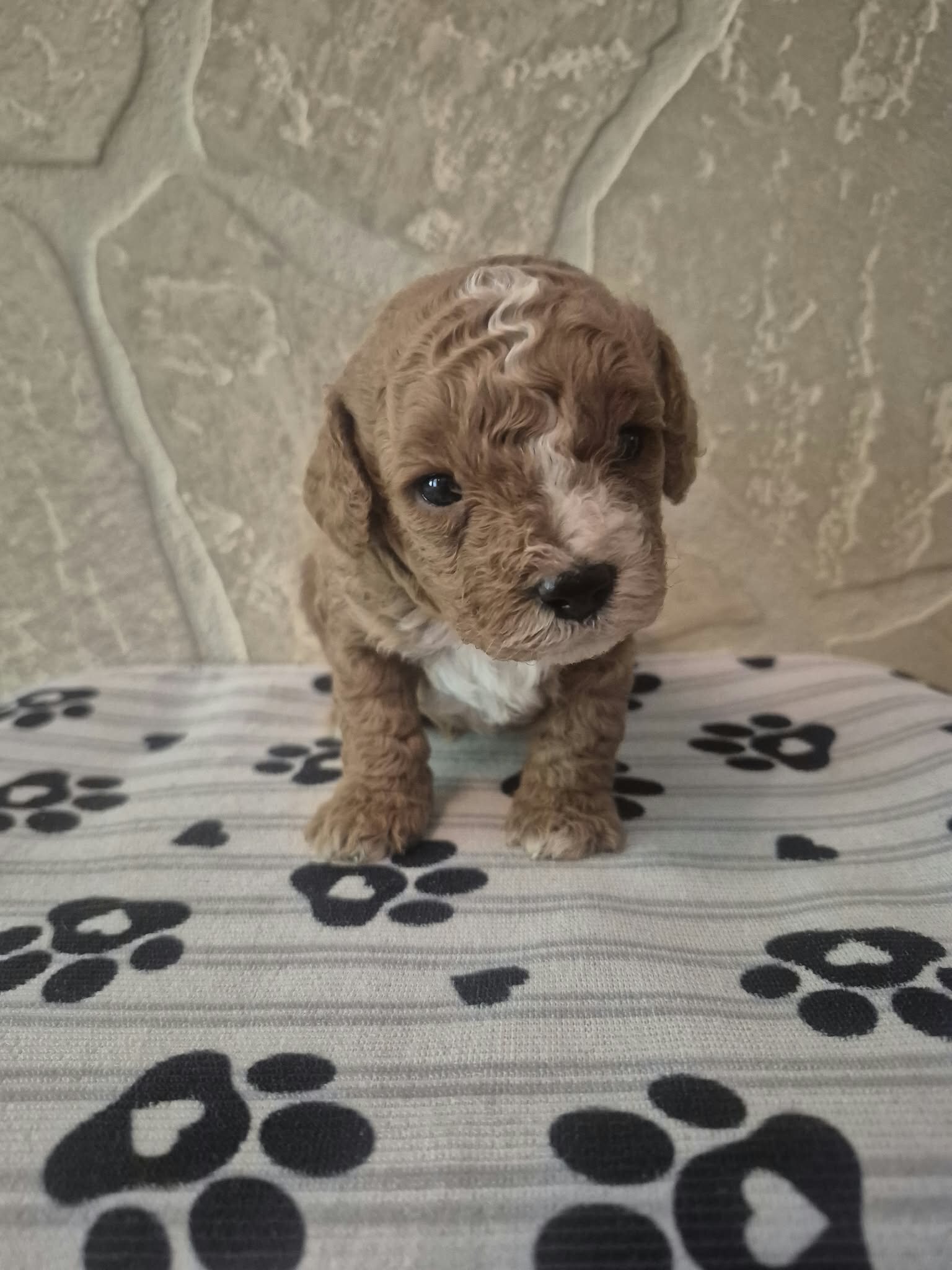 Teddy image 2