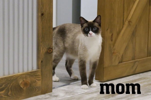 Lovely white boy kitten image 5