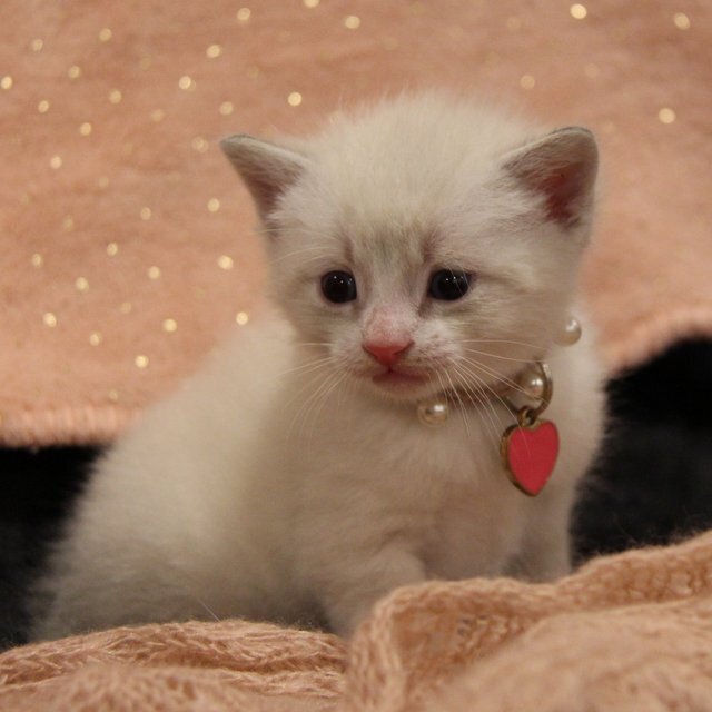 Lovely white boy kitten image 1