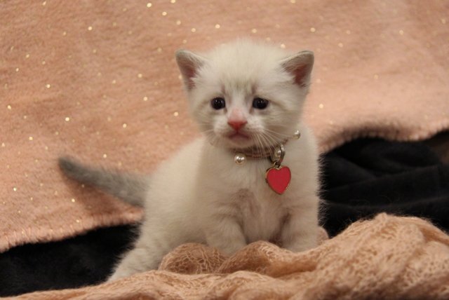 Lovely white boy kitten image 4