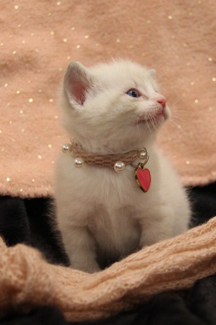 Lovely white boy kitten image 2