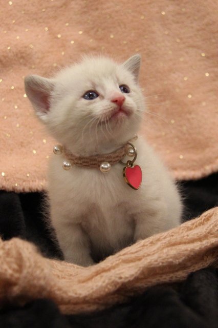 Lovely white boy kitten image 3