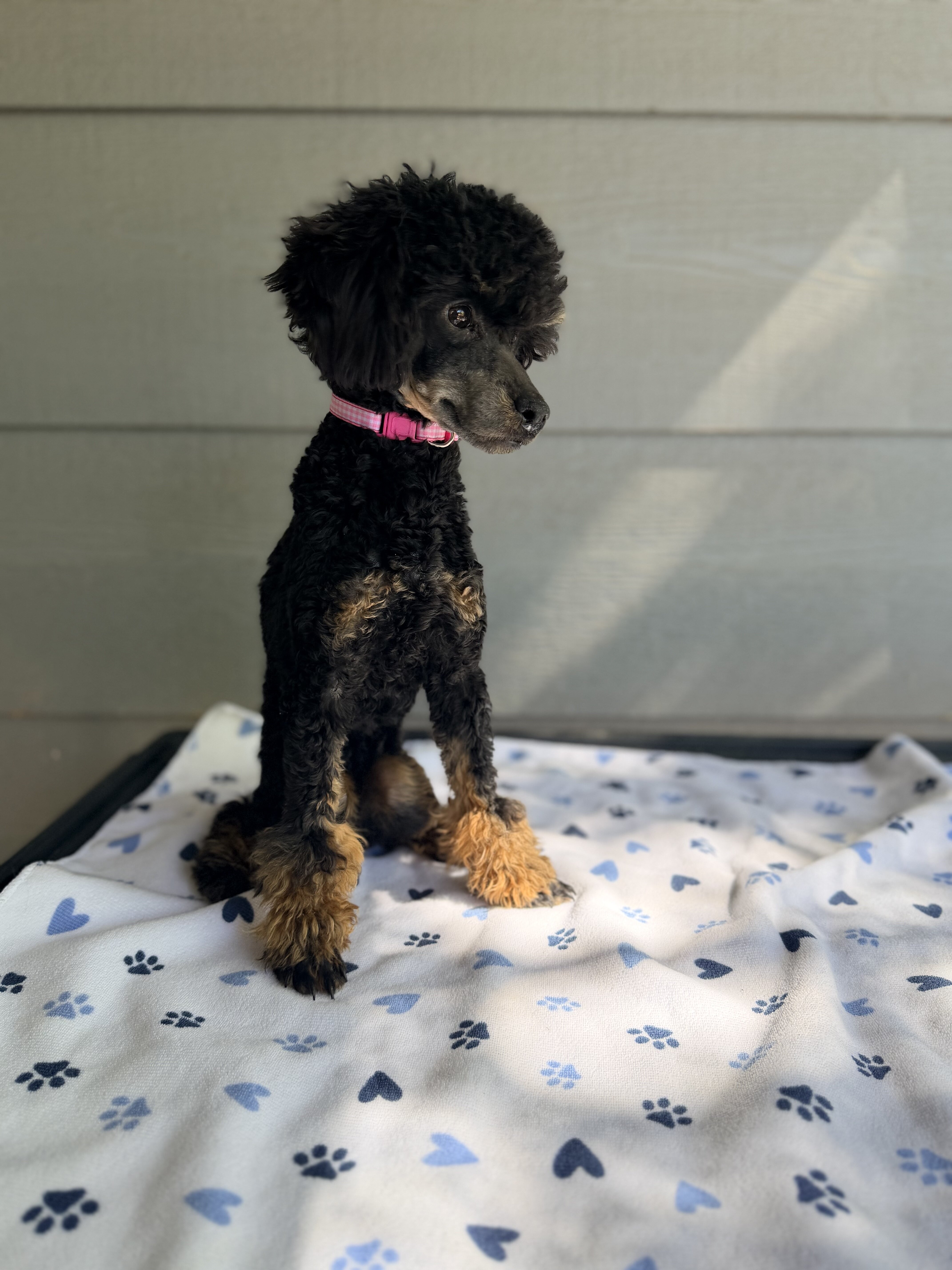 Tansy - AKC Poodle (Toy) image 5