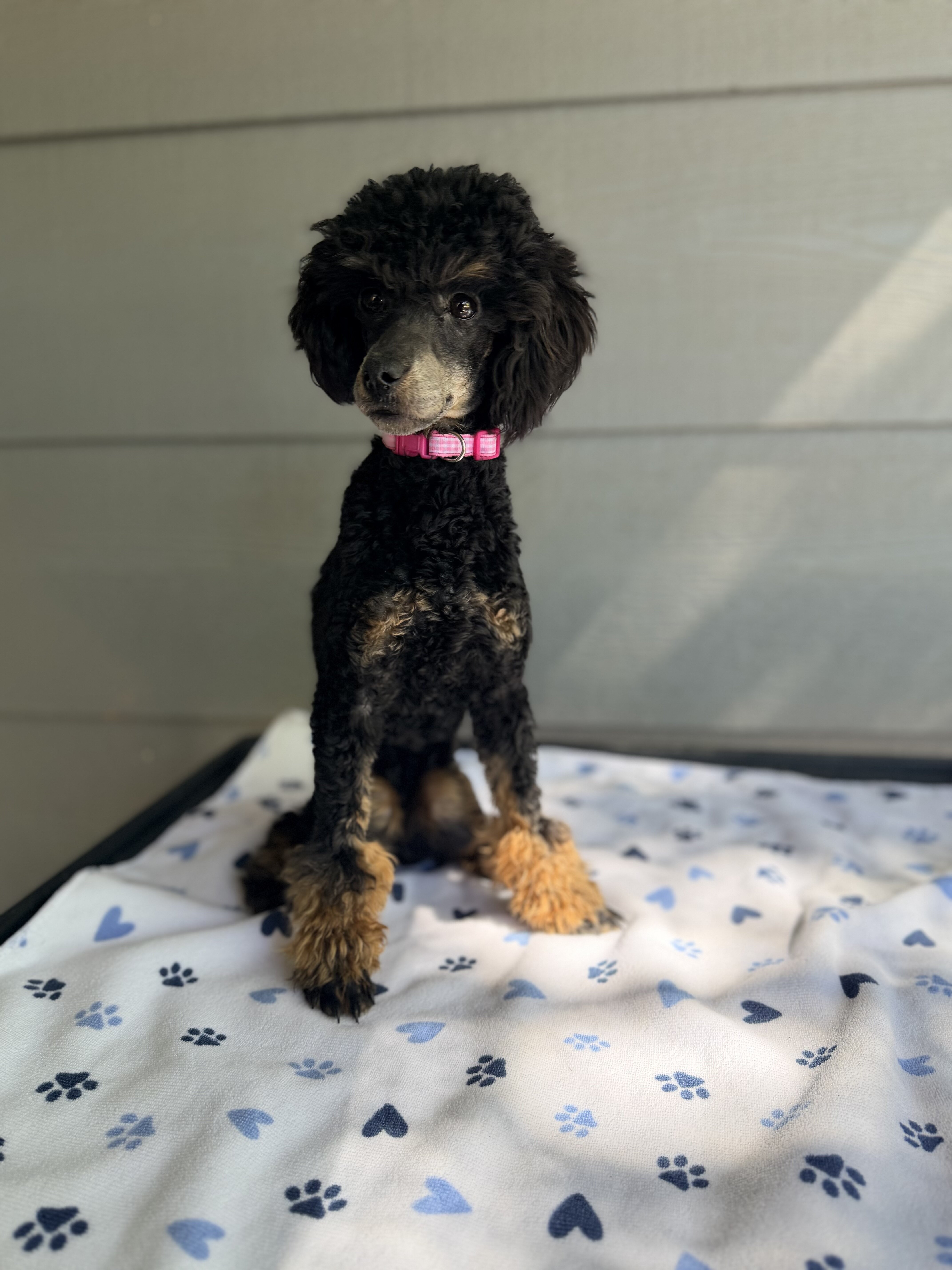 Tansy - AKC Poodle (Toy) image 4