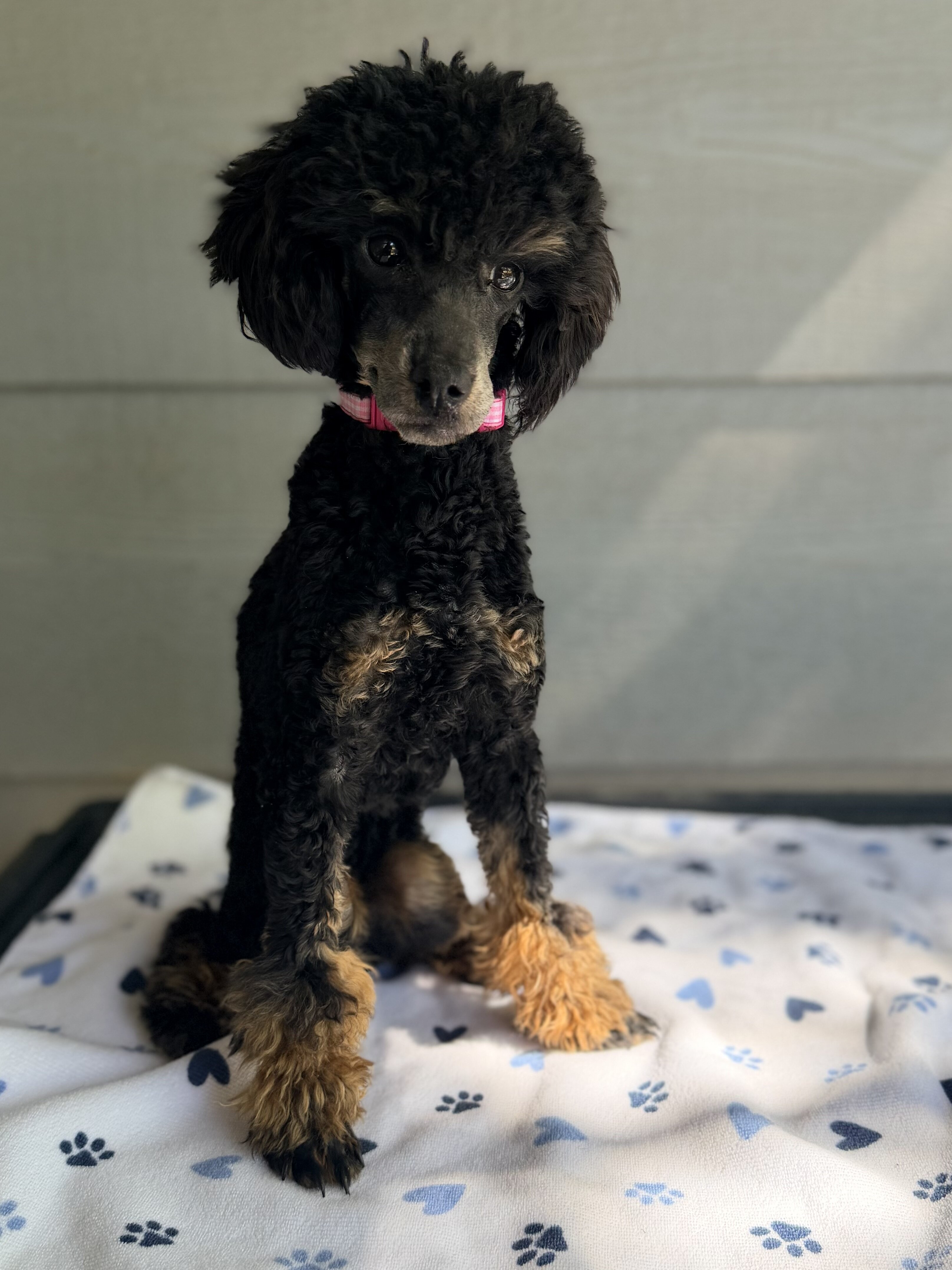 Tansy - AKC Poodle (Toy) image 3