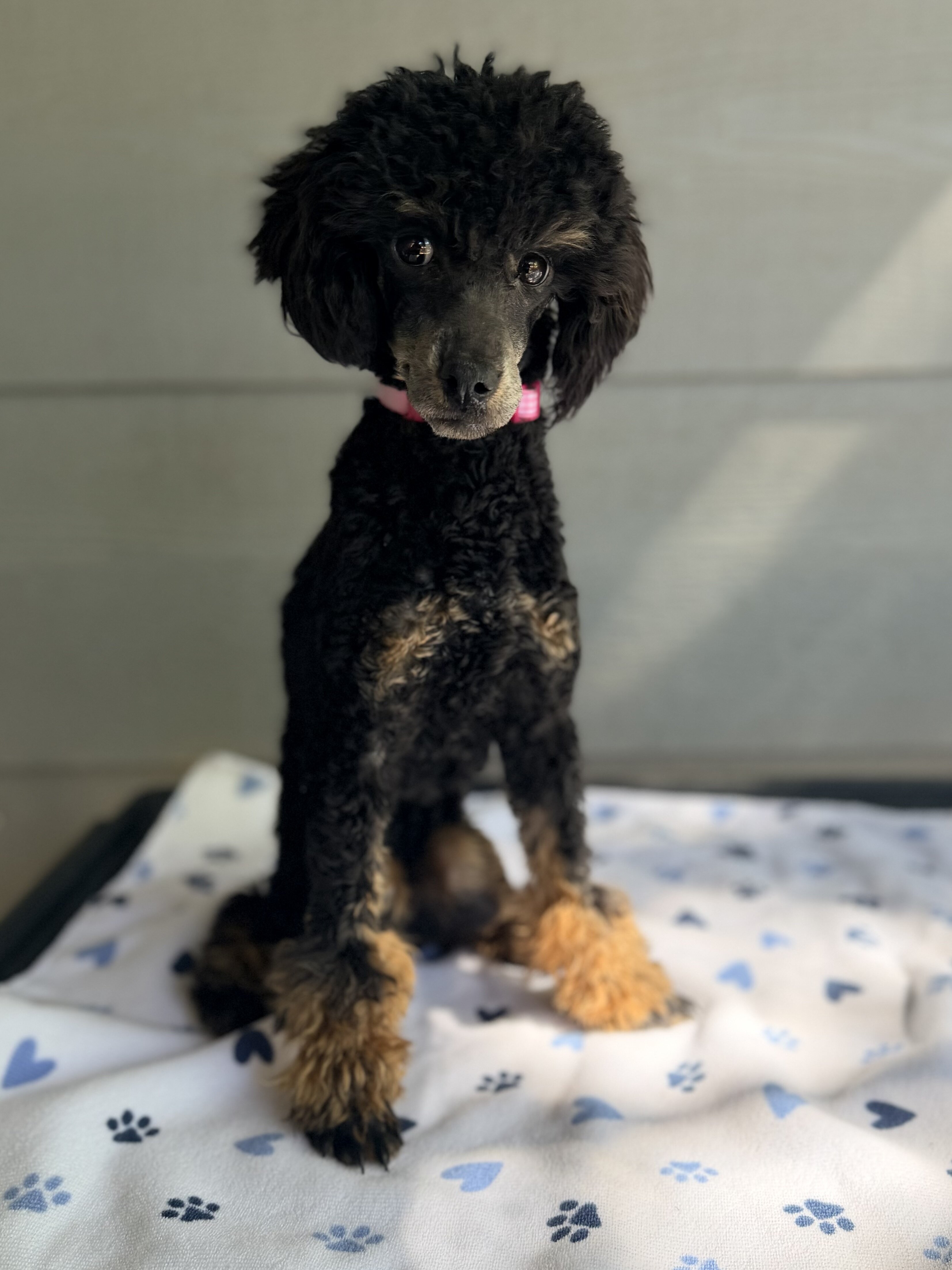 Tansy - AKC Poodle (Toy) image 2