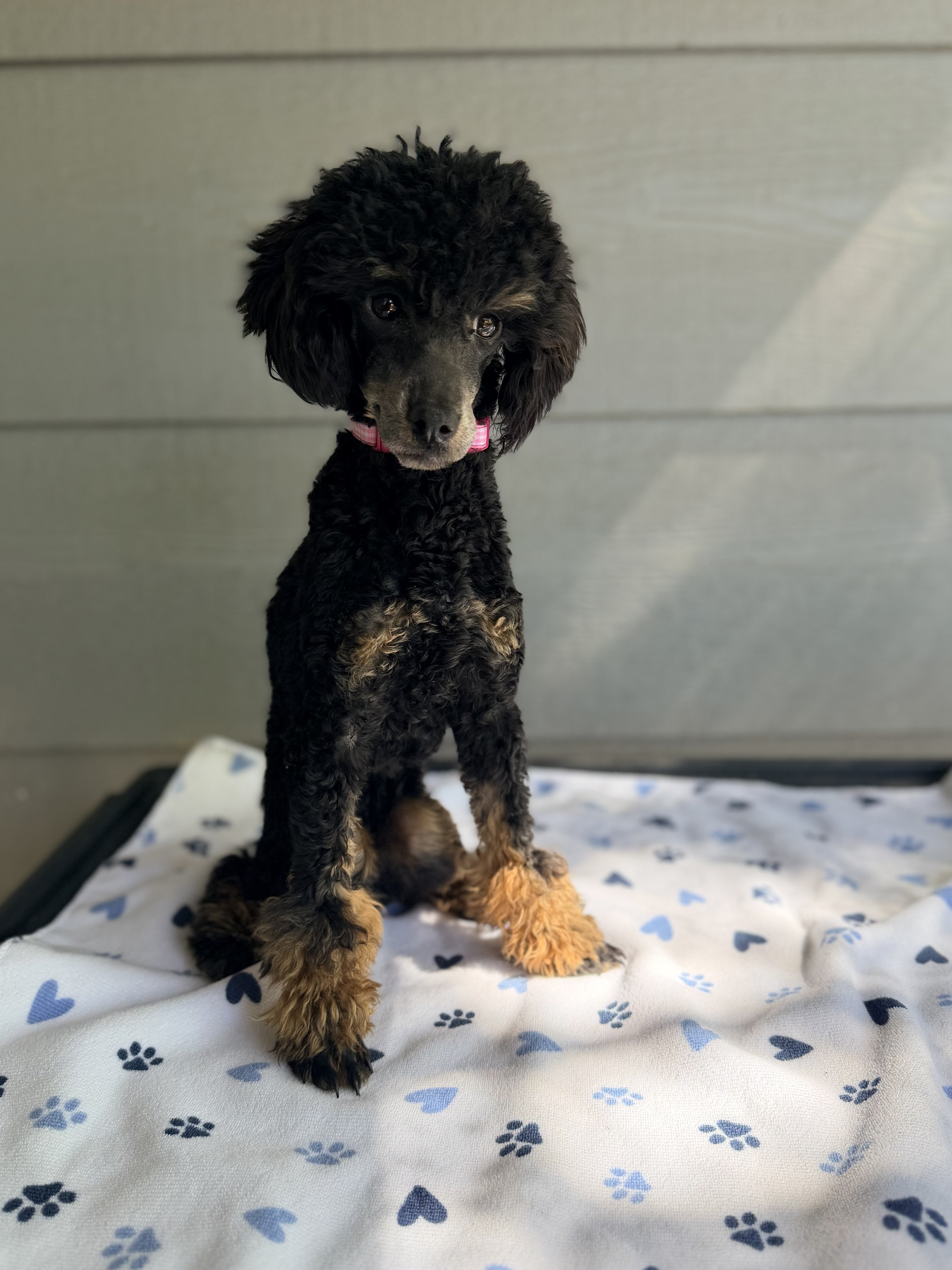 Tansy - AKC Poodle (Toy) image 1