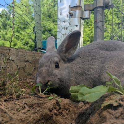 Parsley image 1