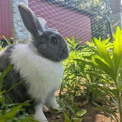 Turnip image 1