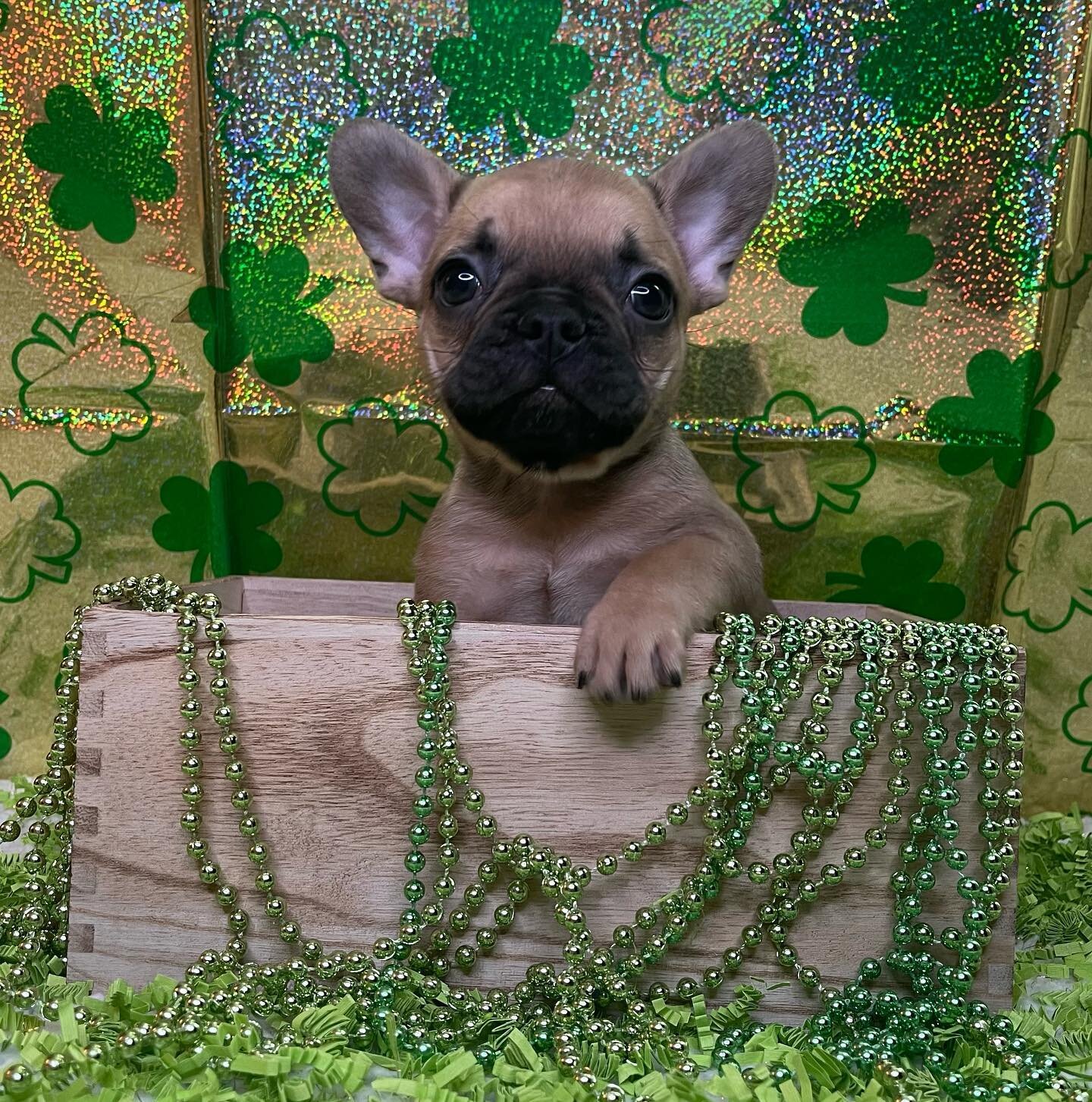 French Bulldog puppies image 1