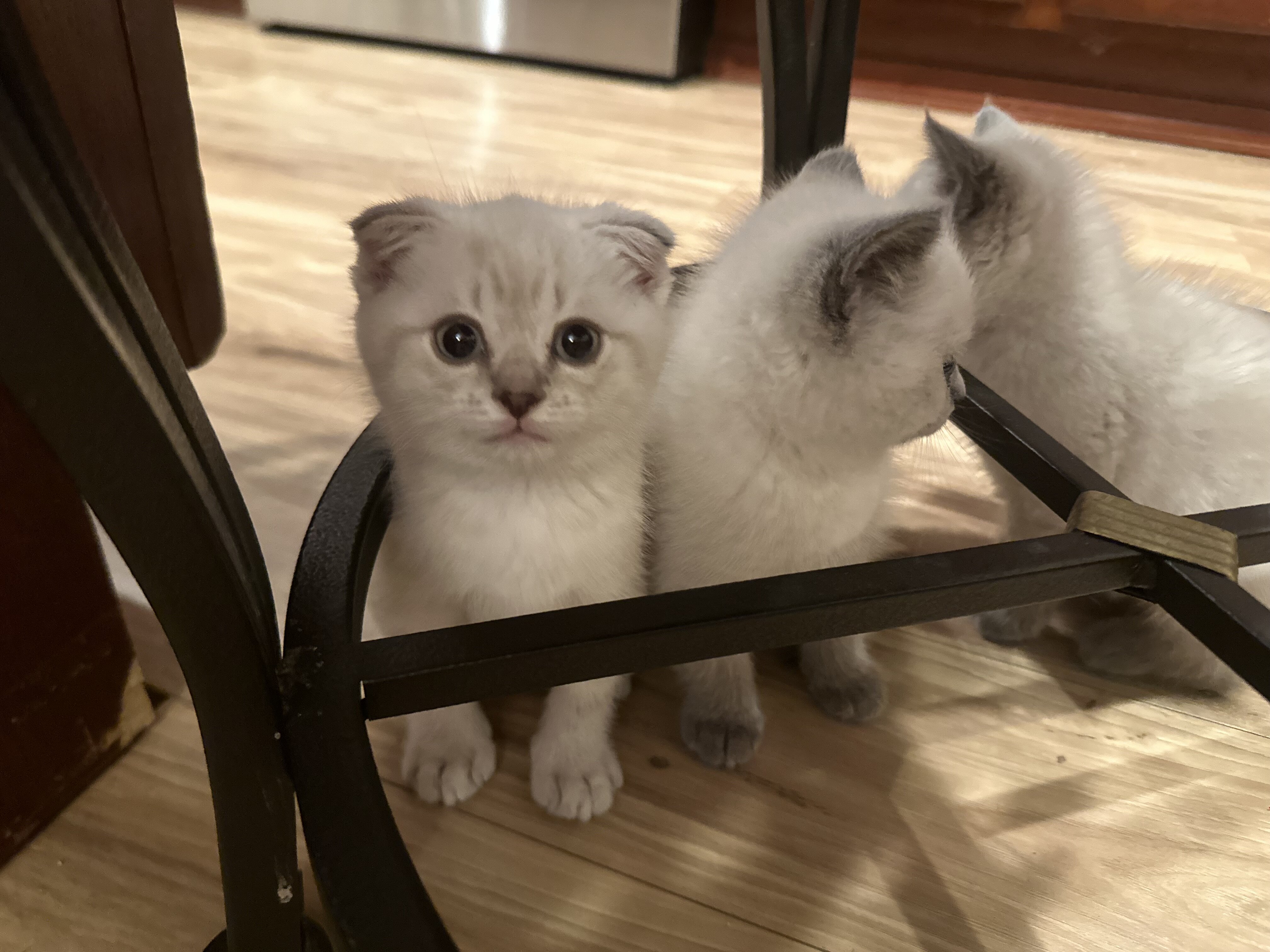 Scottish kittens image 4
