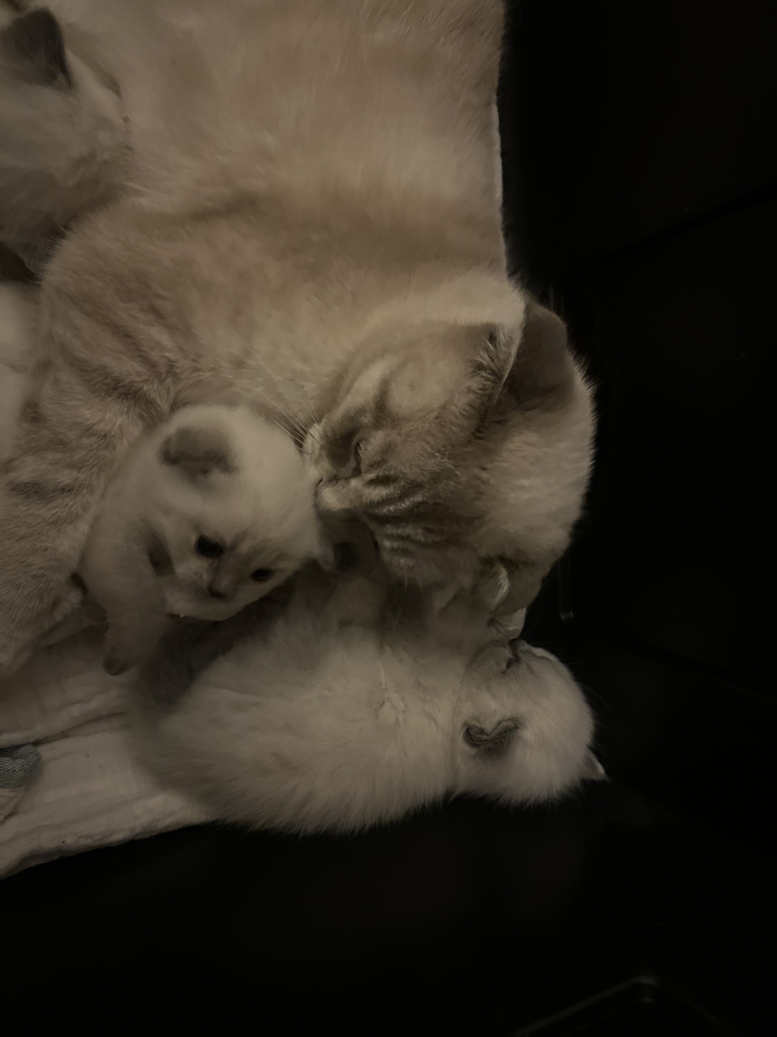 Scottish kittens image 3