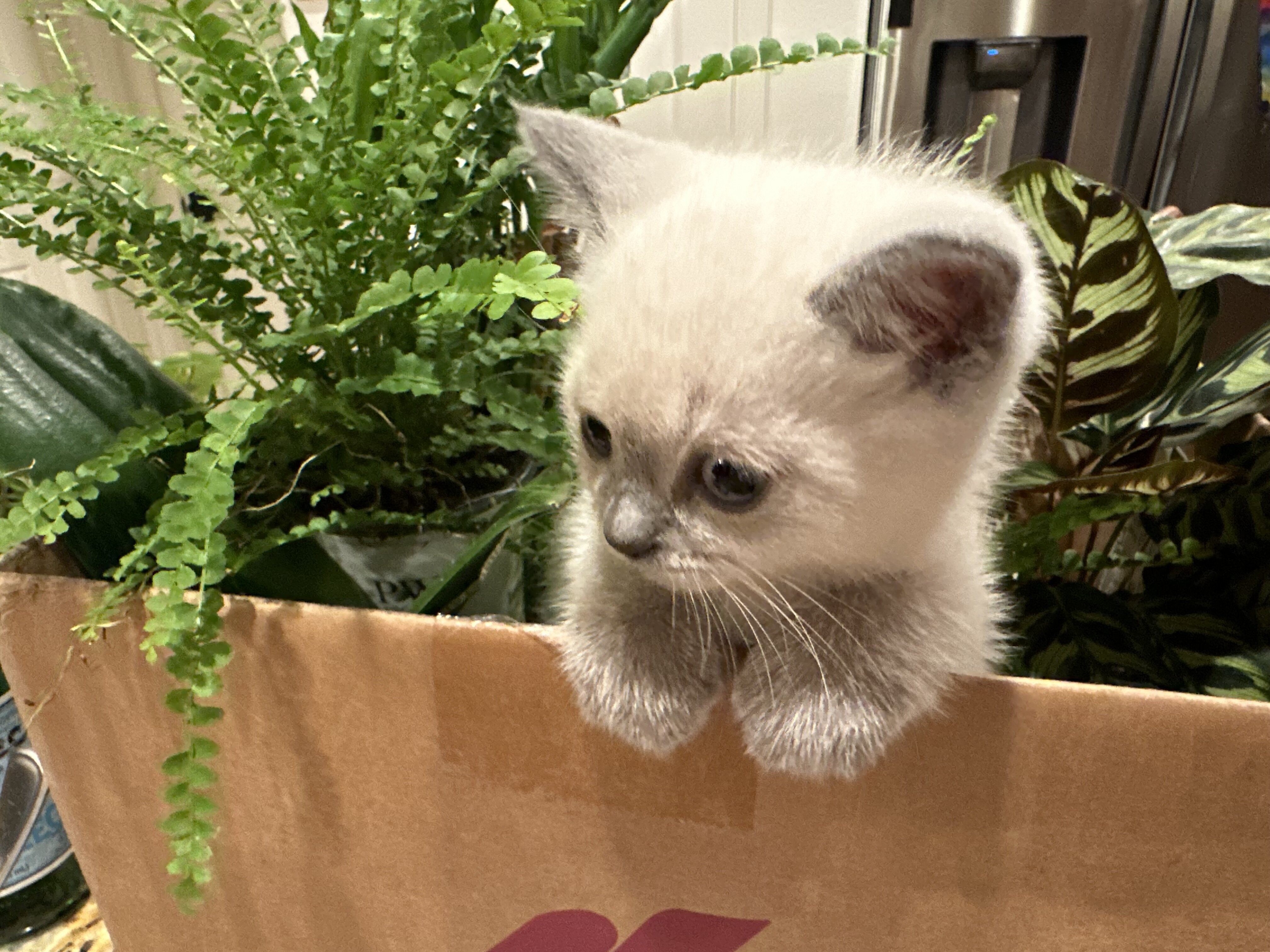 Scottish kittens image 5