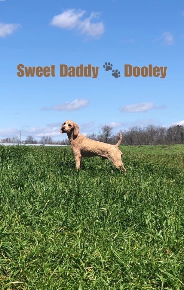 Moyen (mini) poodle: (proven) image 1