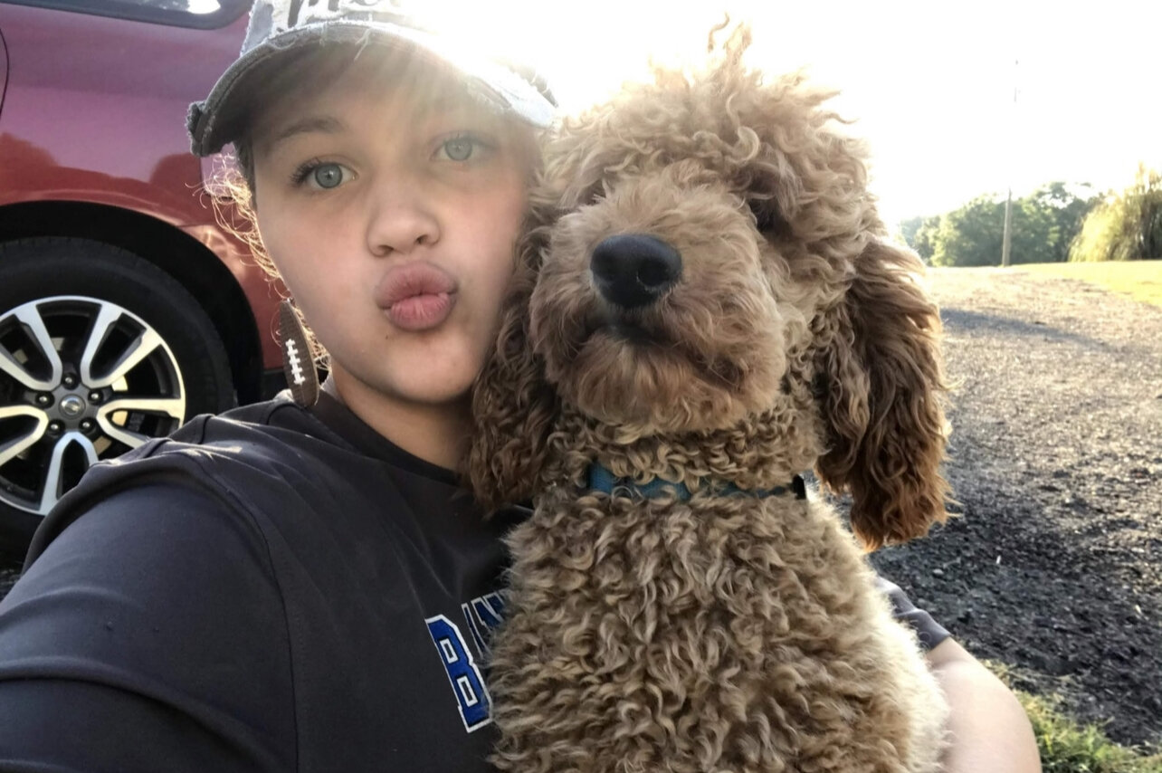 Moyen (mini) poodle: (proven) image 4