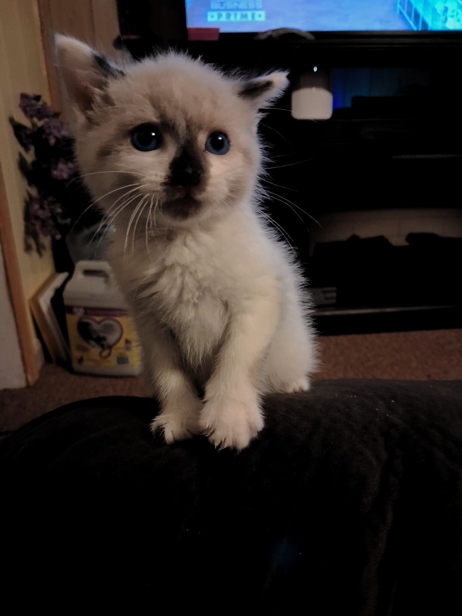 Snowshoe Baby Kitten image 4