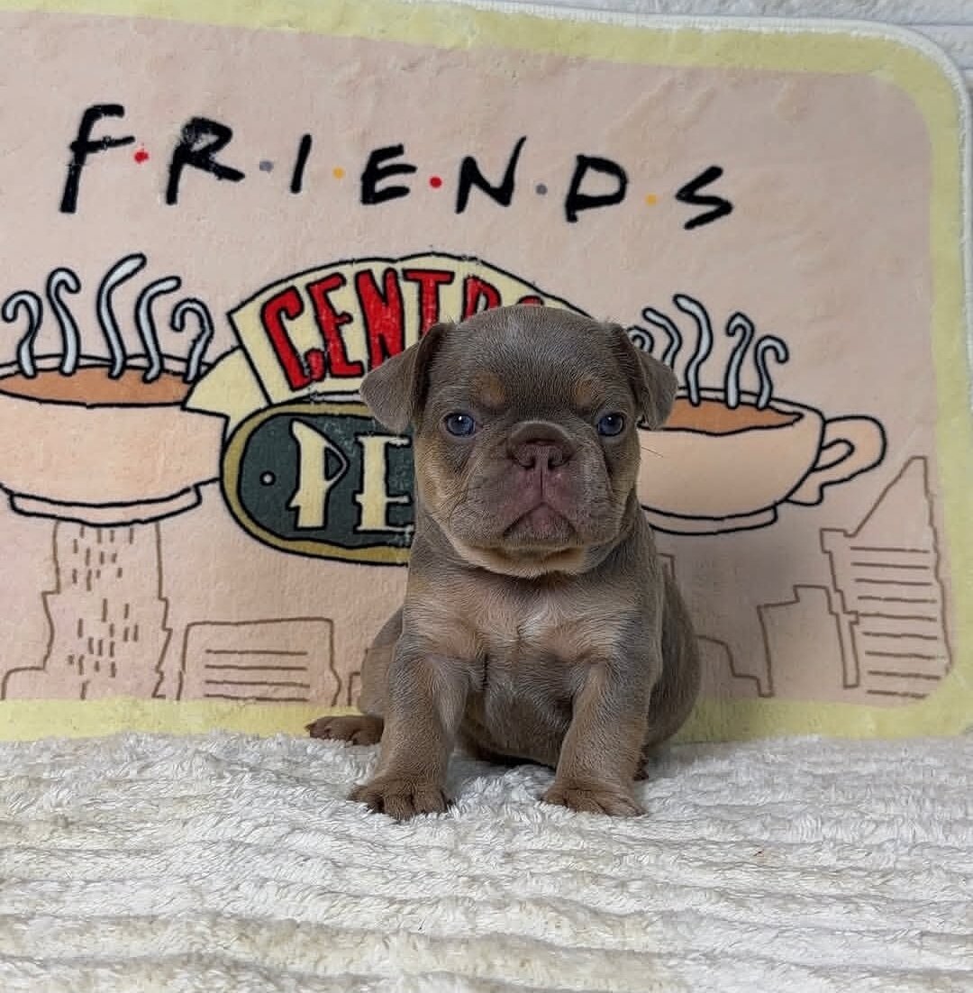 French Bulldog image 1