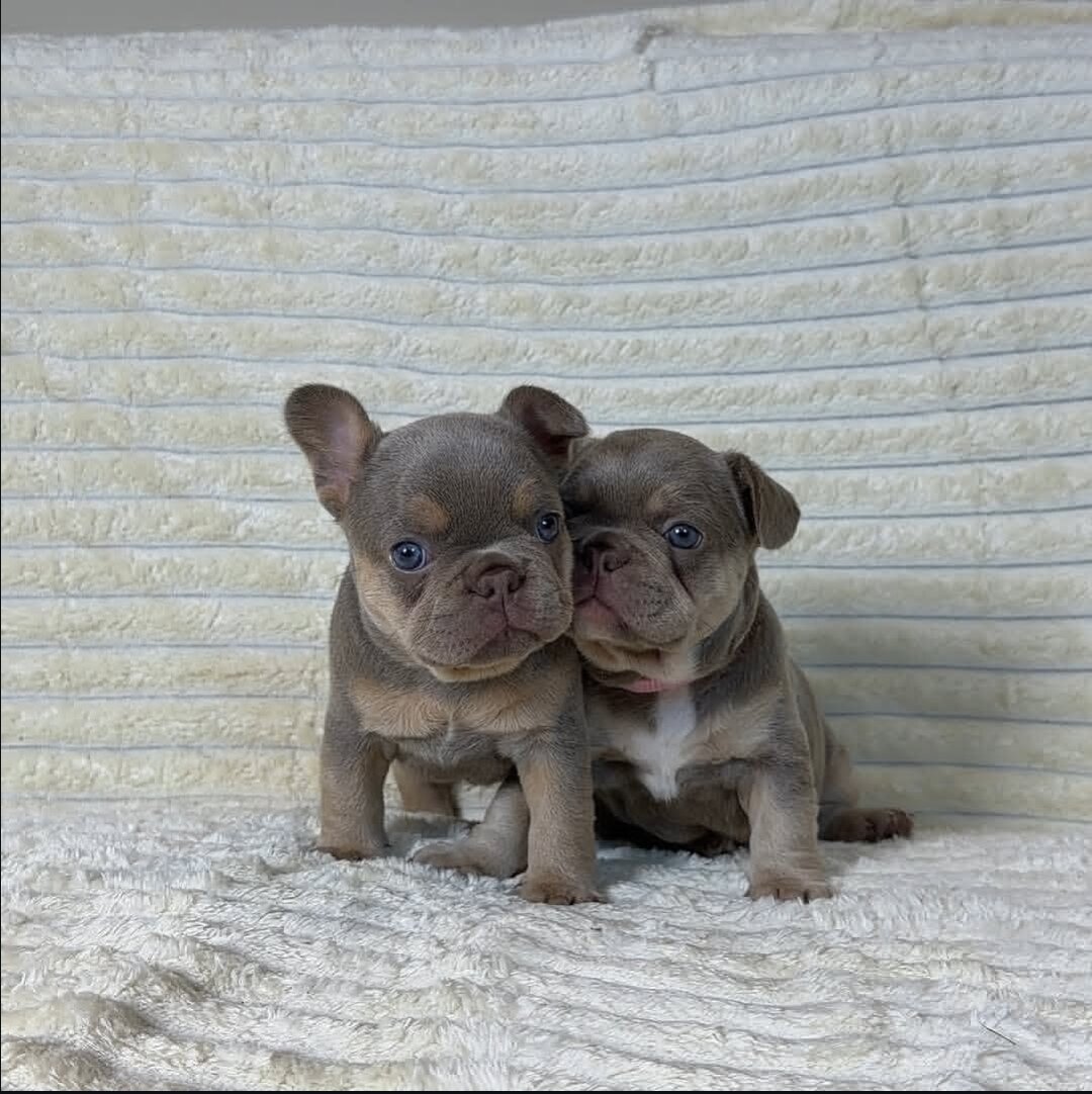 Frenchie Bulldog image 1