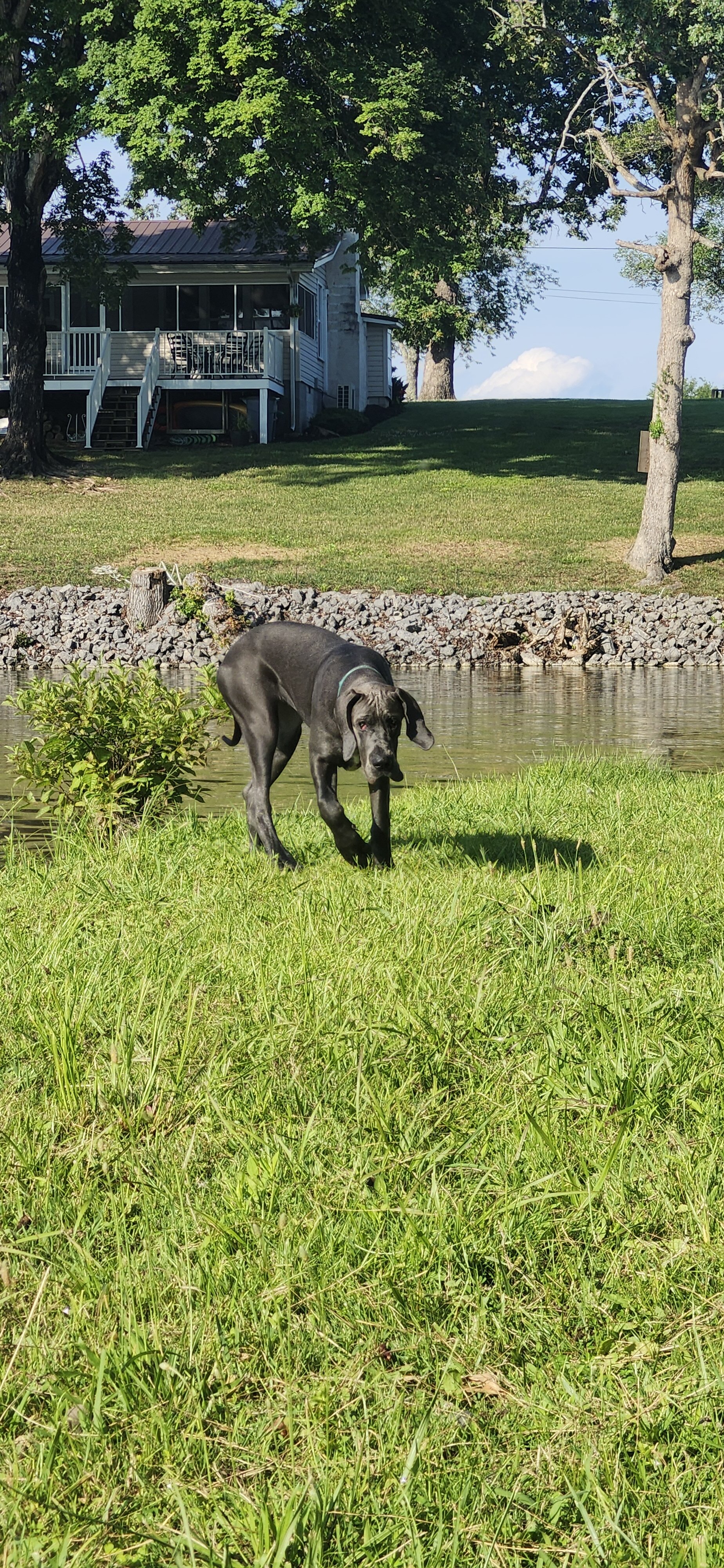 Young Female Great Dane | 120+ lb Loving Giant | image 6