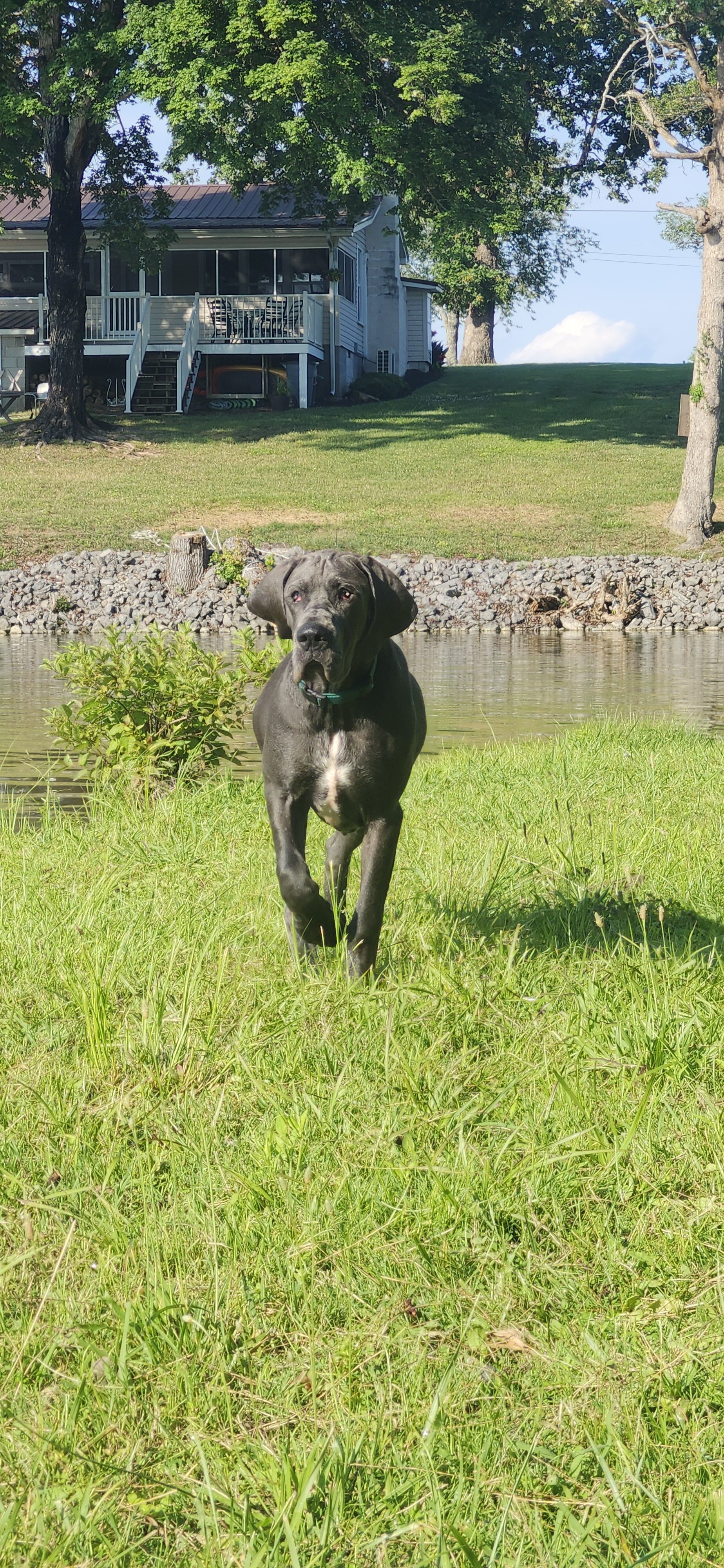 Young Female Great Dane | 120+ lb Loving Giant | image 5