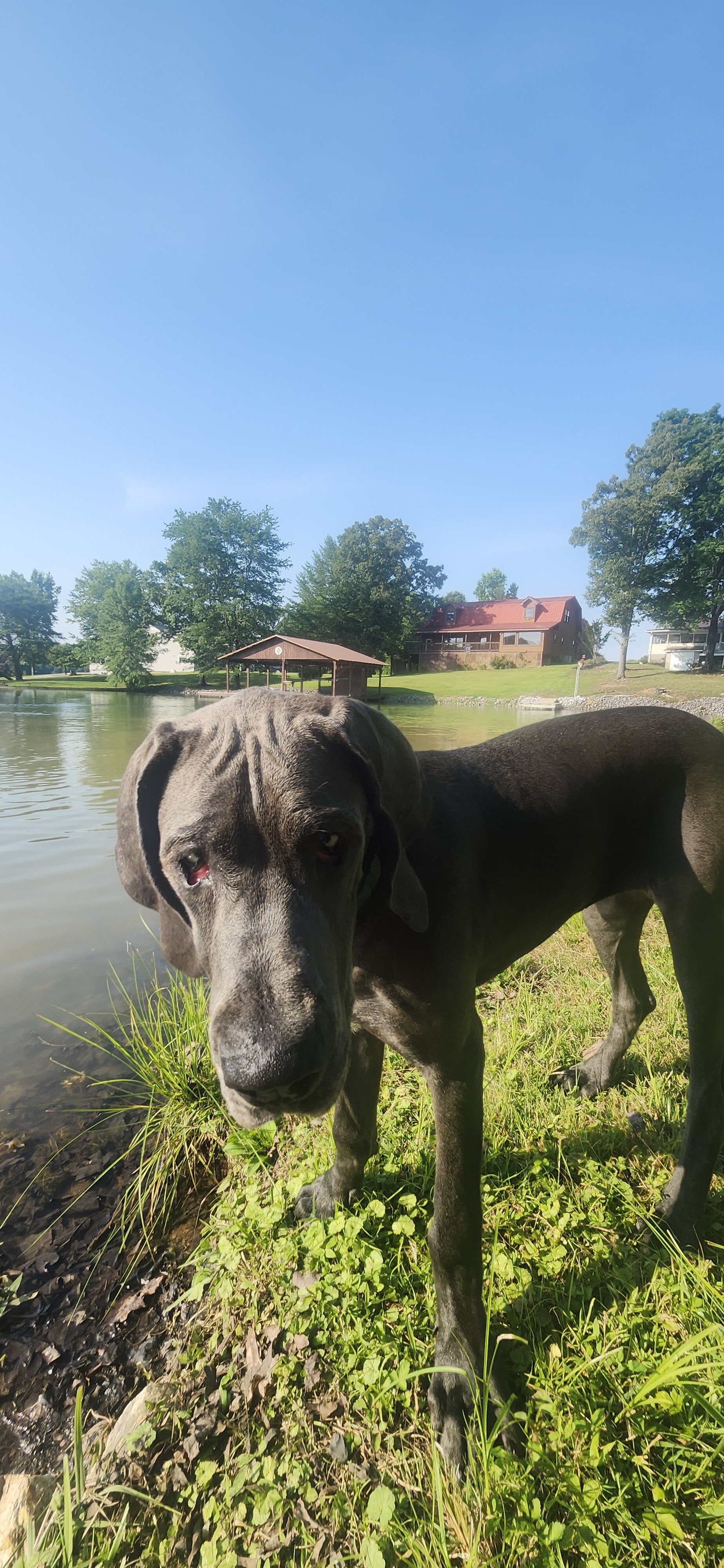 Young Female Great Dane | 120+ lb Loving Giant | image 4