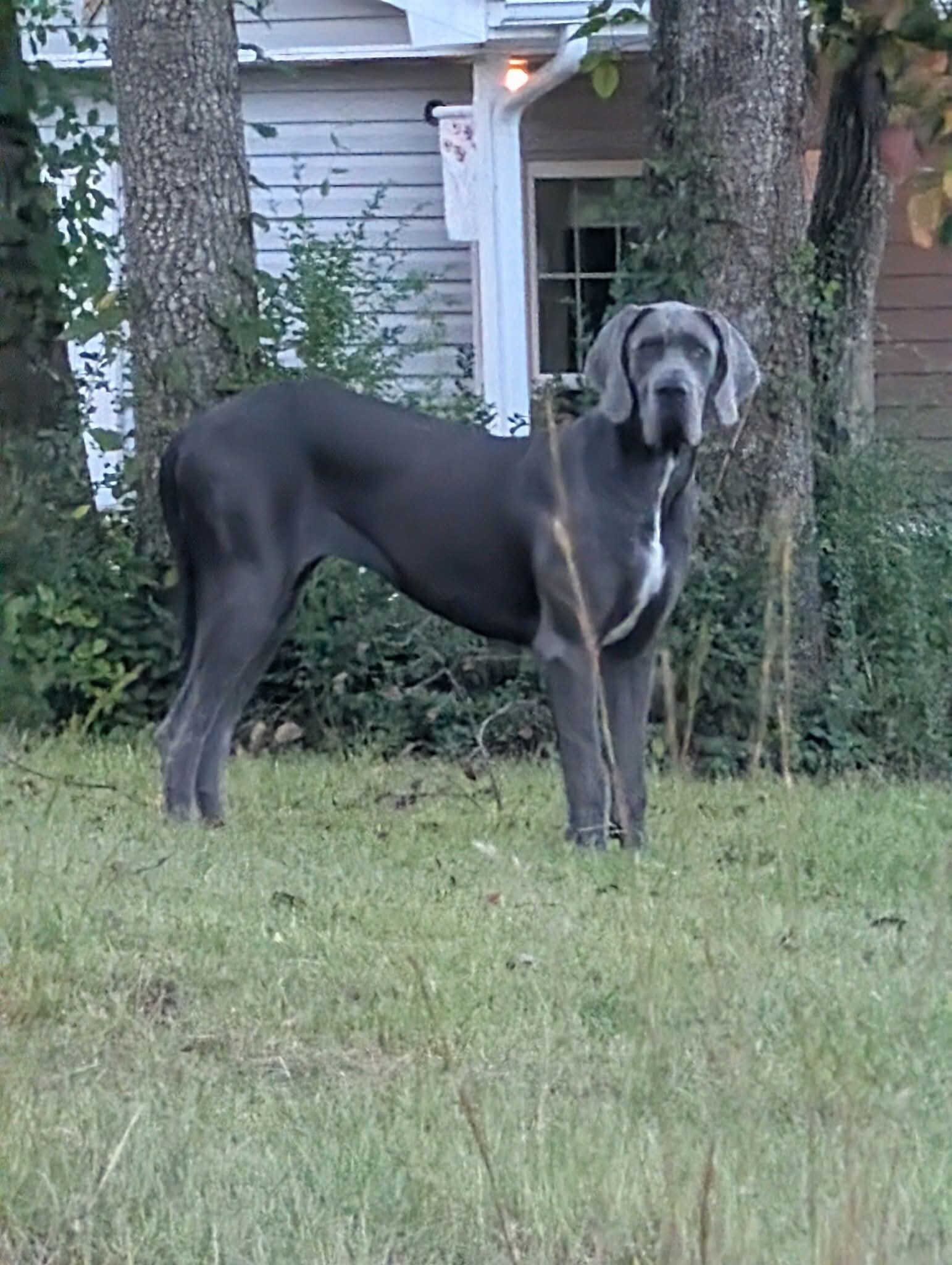 Young Female Great Dane | 120+ lb Loving Giant | image 1