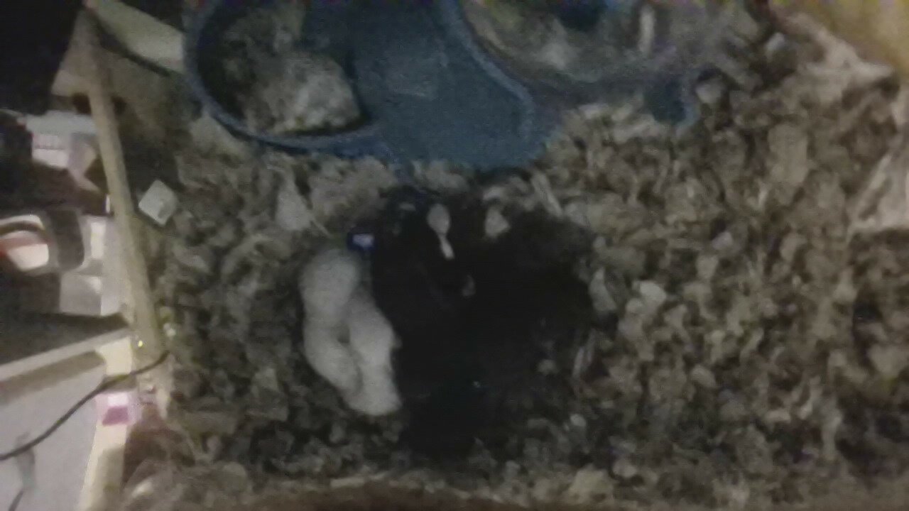 dumbo eared young rats image 1
