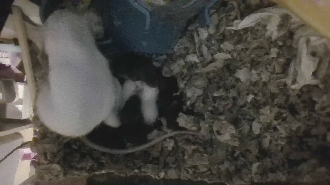 dumbo eared young rats image 2