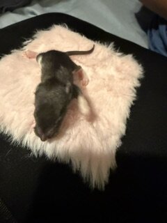 dumbo eared young rats image 5