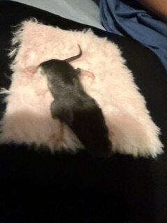 dumbo eared young rats image 6