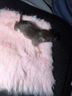 dumbo eared young rats image 8