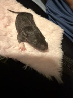 dumbo eared young rats image 7