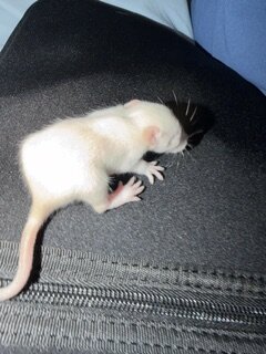 dumbo eared young rats image 3